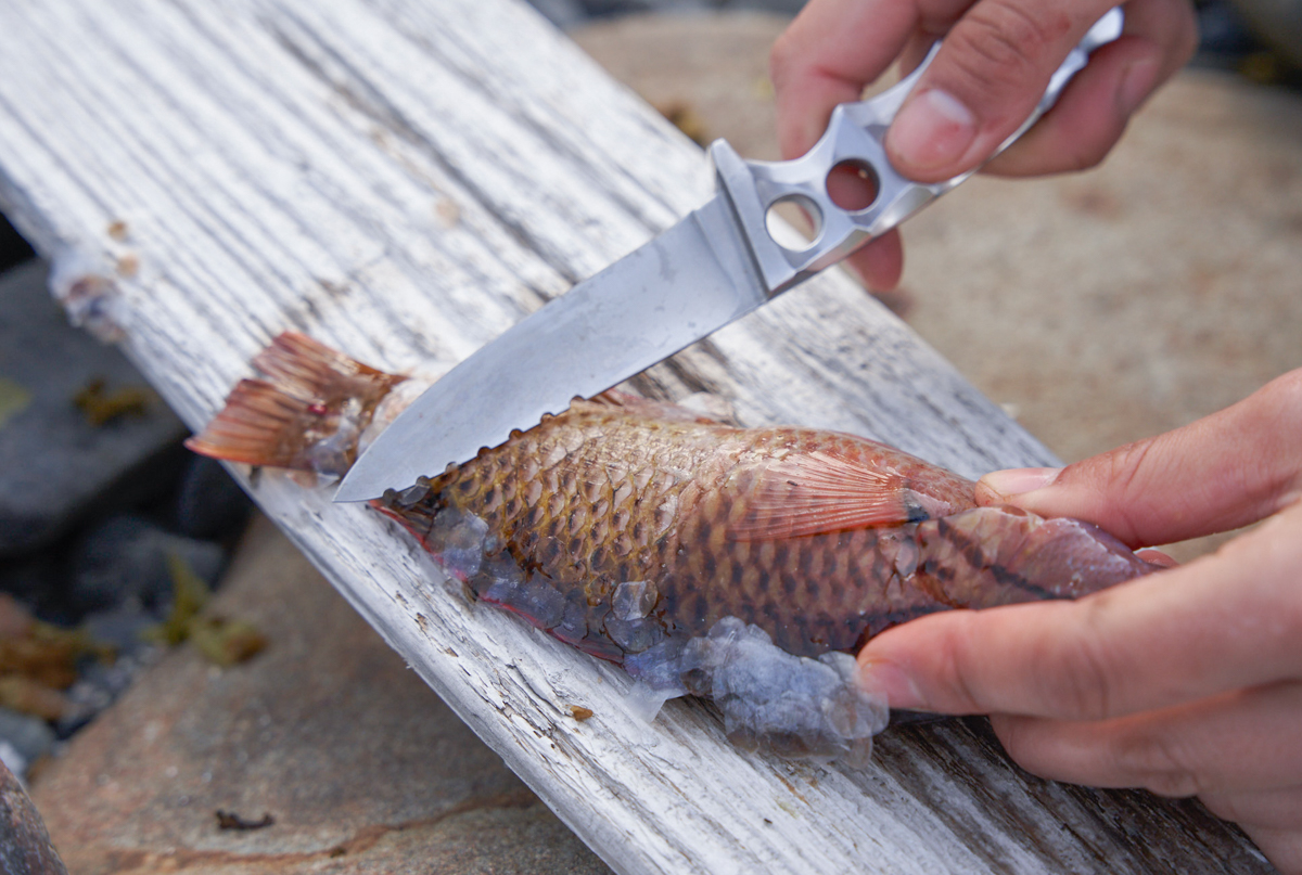 釣った魚のウロコを取る