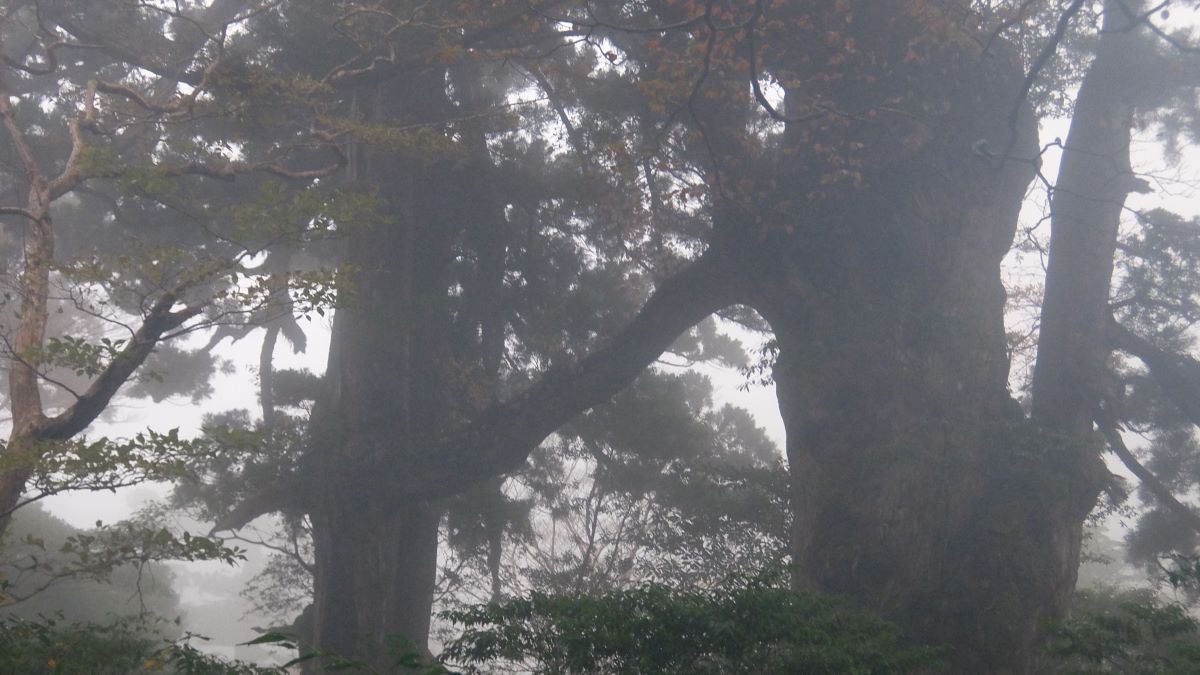 夫婦杉