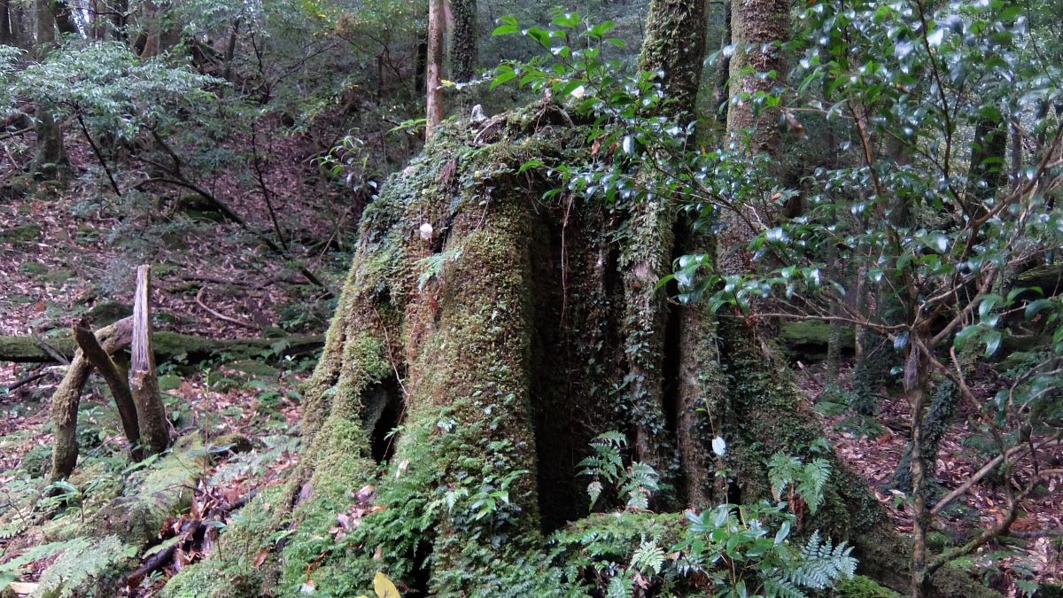 苔の生えた切り株