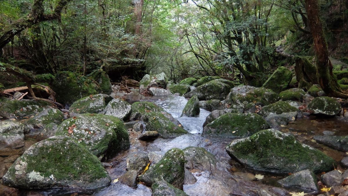 渓流沿いの景色