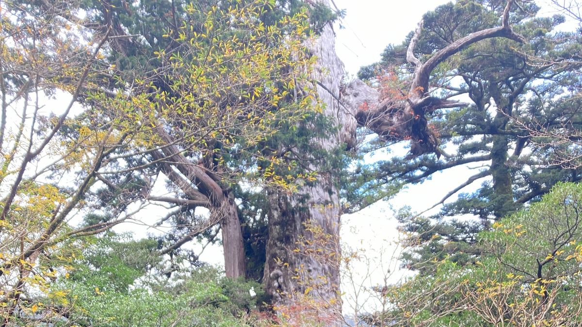 紀元杉