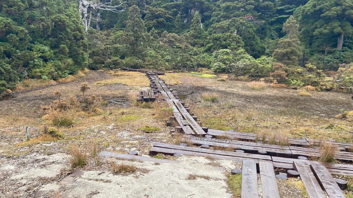 森の中の湿原