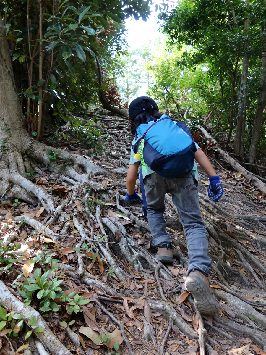 根っこの上を歩く