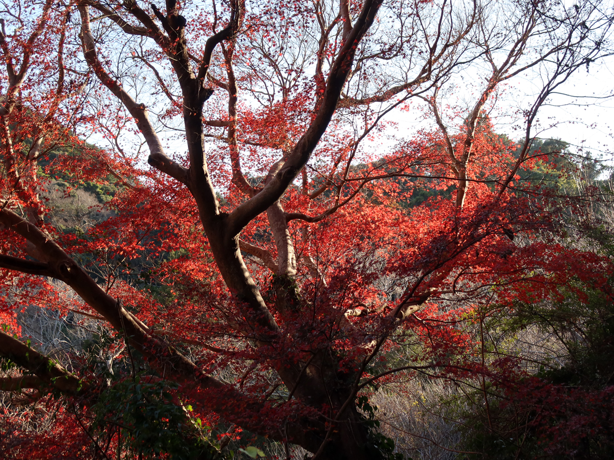 紅葉