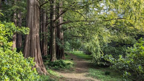 日本でもっとも古い植物園「小石川植物園」の見どころをトレイルで体感【プロハイカー斉藤正史のTOKYO山頂ガイド File.24】