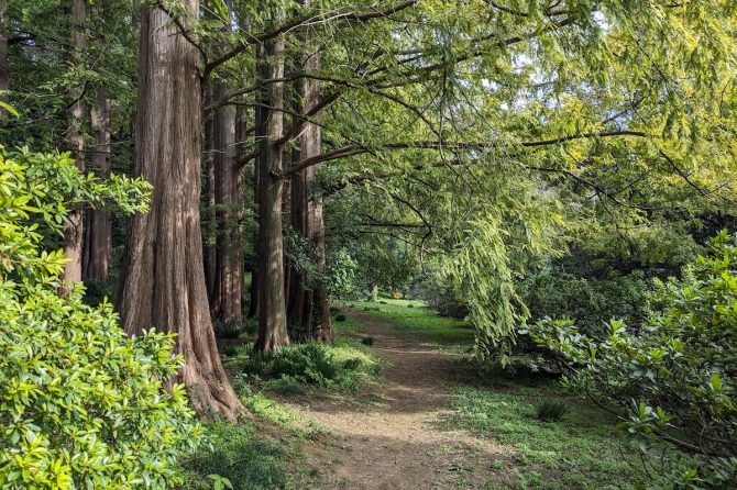 日本でもっとも古い植物園「小石川植物園」の見どころをトレイルで体感【プロハイカー斉藤正史のTOKYO山頂ガイド File.24】