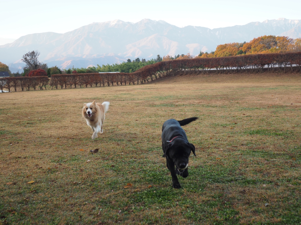 近くの公園へ散歩に