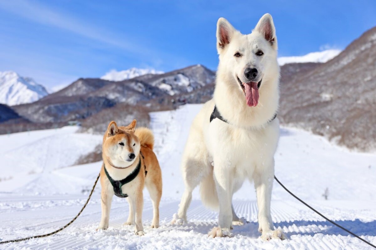 犬と雪遊びするのも楽しい！スノーハイキングのすすめ【災害救助犬 コアと家族の日記 Vol.13】