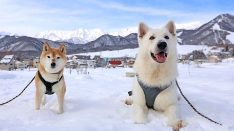 犬と雪遊びするのも楽しい！スノーハイキングのすすめ【災害救助犬 コアと家族の日記 Vol.13】