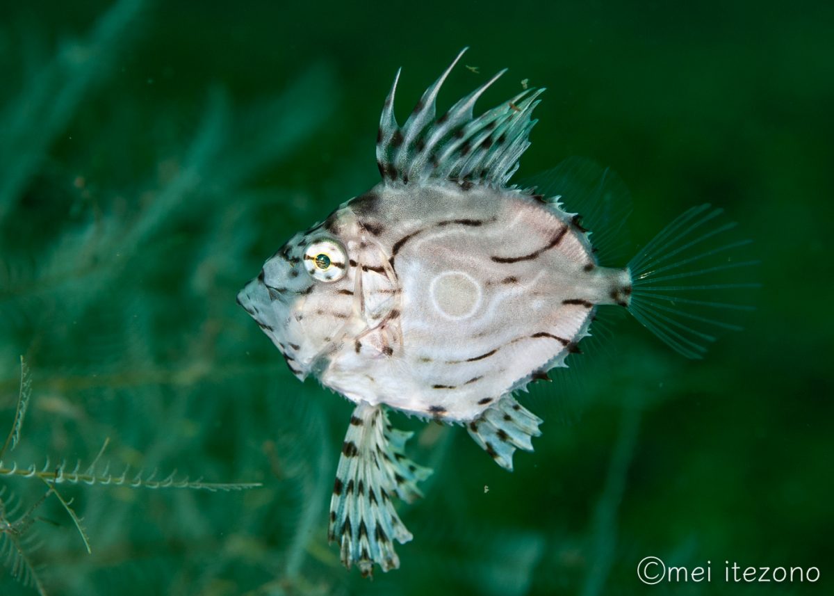 マトウダイの幼魚