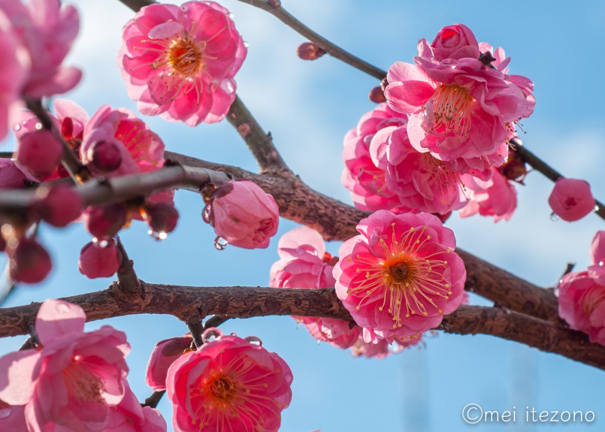 梅の花