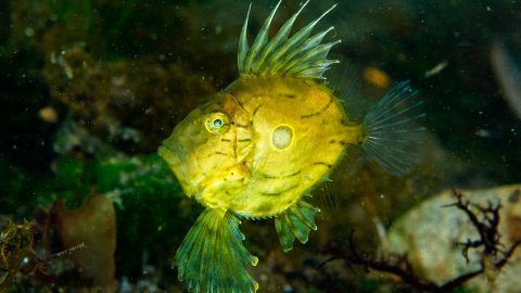 この時期は金色のマトウダイも出現!? 海藻の中で暮らす生き物たちを水中写真でご紹介