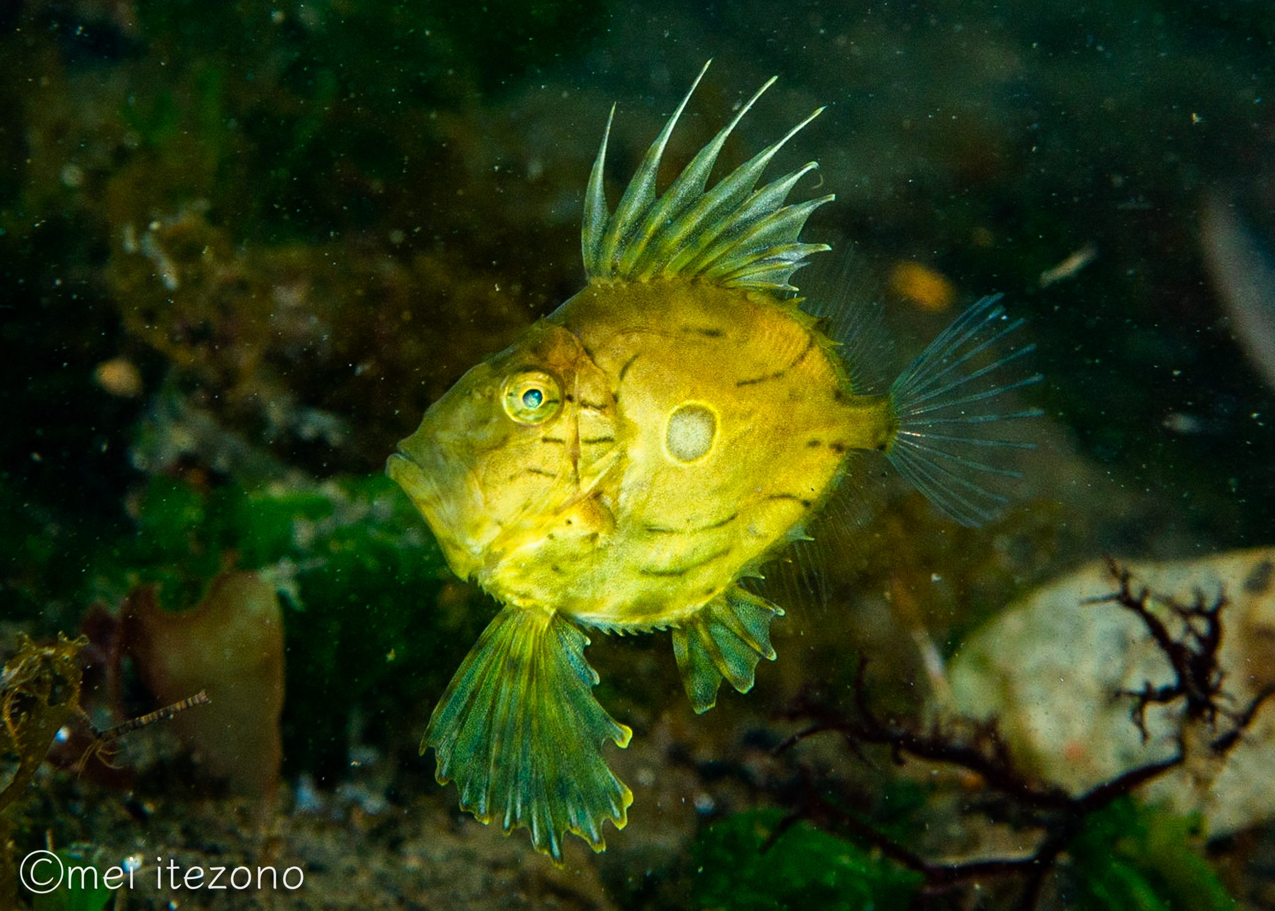 この時期は金色のマトウダイも出現!? 海藻の中で暮らす生き物たちを水中写真でご紹介