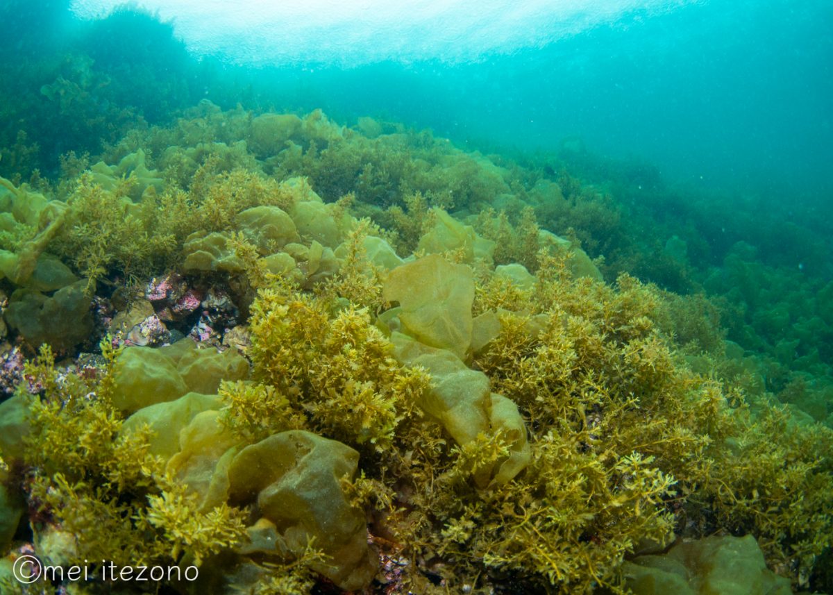 海底を覆う藻場