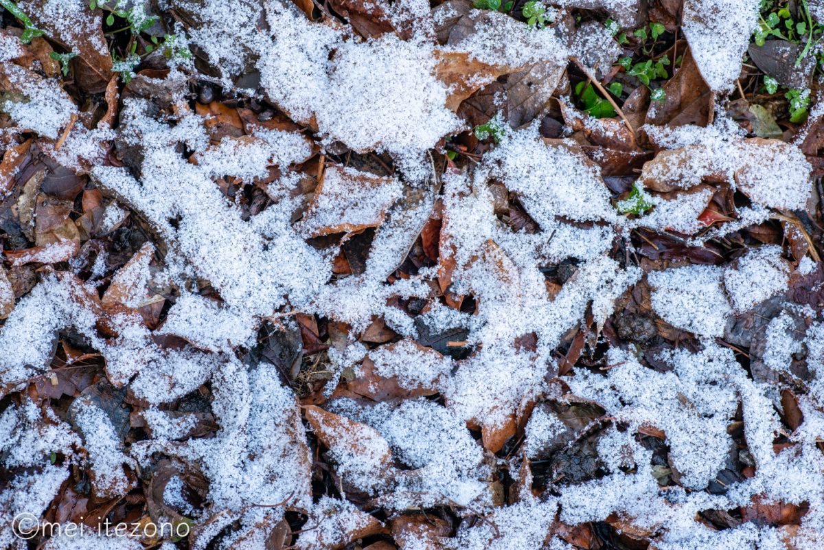 鹿児島の積雪