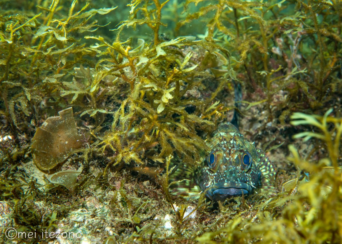 海藻に身を潜めるカサゴ