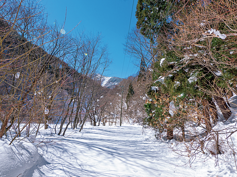 樹氷が広がる林道