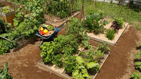 「一坪ミニ菜園」の作り方を伝授！畳わずか２枚分で年間32品目の野菜が作れるぞ