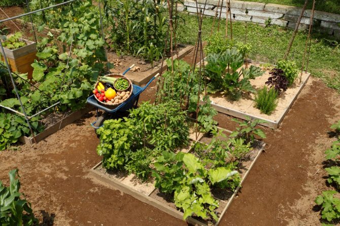 「一坪ミニ菜園」の作り方を伝授！畳わずか２枚分で年間32品目の野菜が作れるぞ