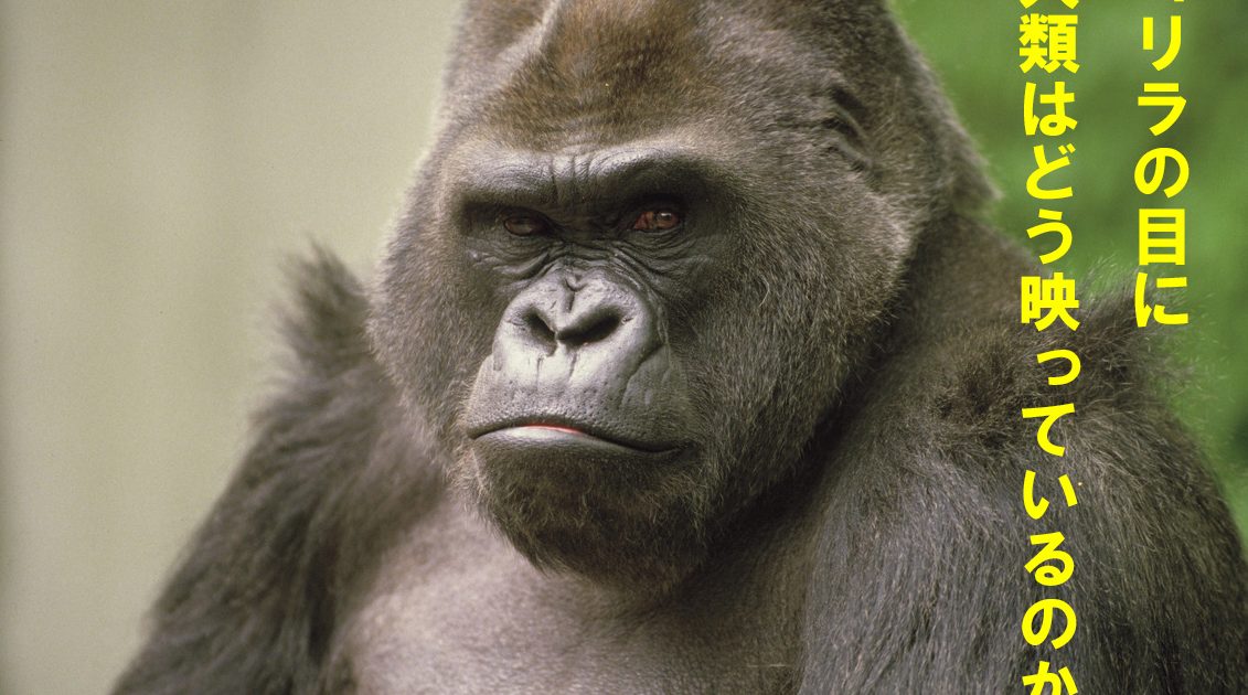 霊長類学者・山極寿一の人気連載がついに新書化！ゴリラの目を通して