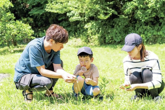 季節ごとの代表的な食べられる雑草！見分け方のハンドブックも紹介