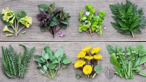 【春夏秋冬】食べられる雑草を探してみよう！見分けるためのおすすめハンドブックも紹介