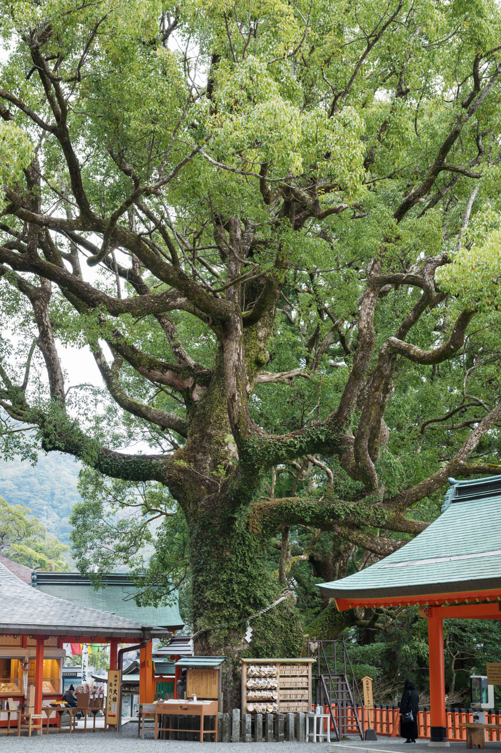 熊野那智大社のご神木クスノキ