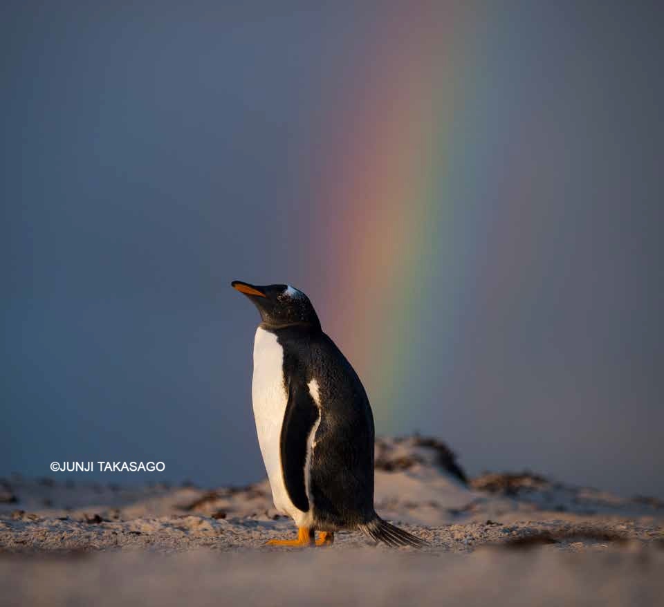 高砂淳二撮影のペンギンと虹