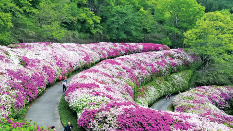 花ハイクの達人3名が推す「一度は行ってみたい！」関東・中部・関西の花スポット９選