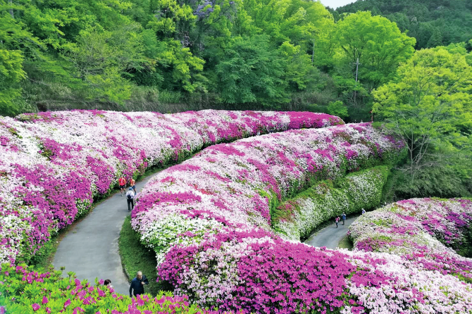 花ハイクの達人3名が推す「一度は行ってみたい！」関東・中部・関西の花スポット９選