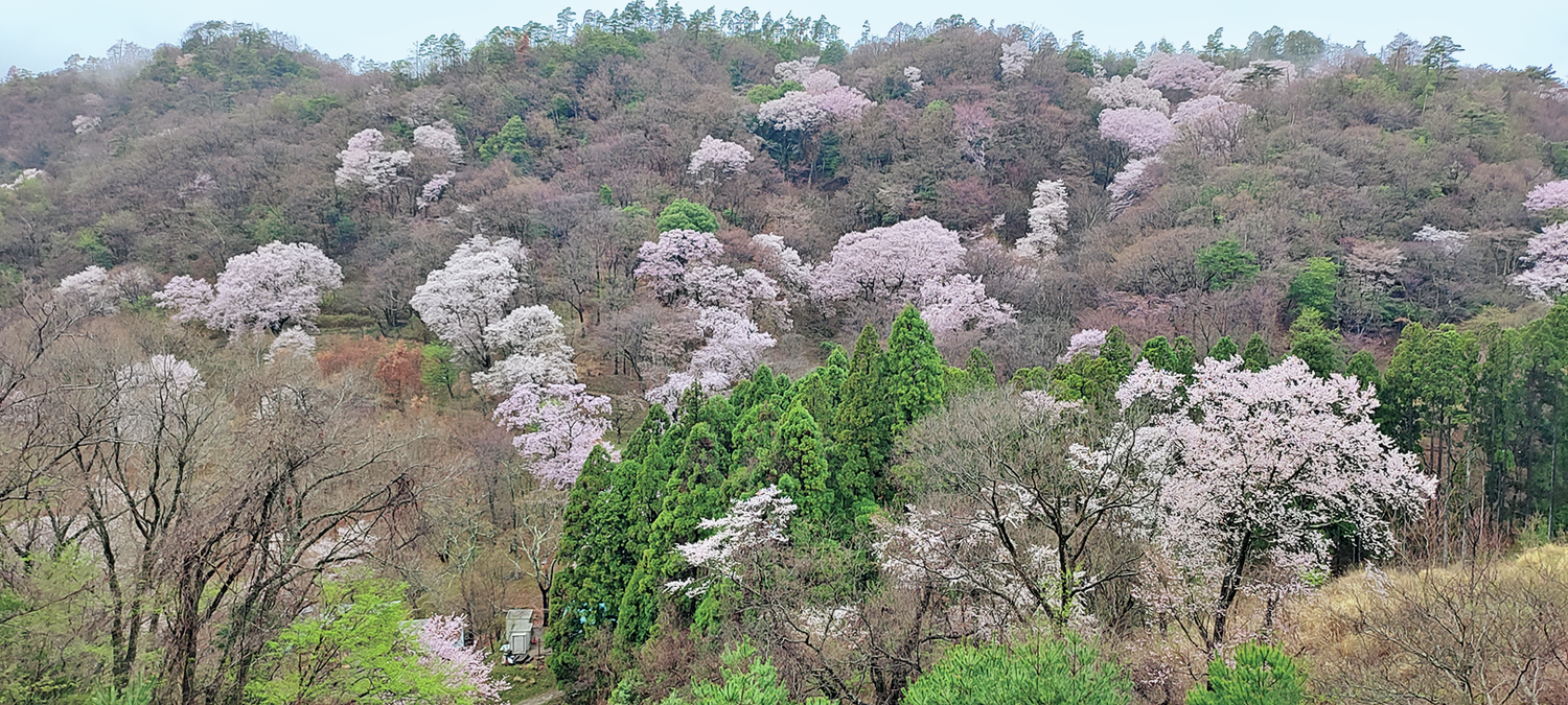 黒川桜の森