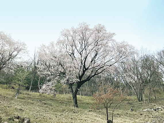 サクラ「長老」