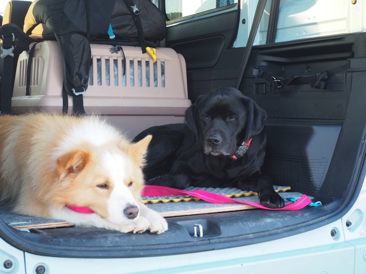 荷室で休む犬たち