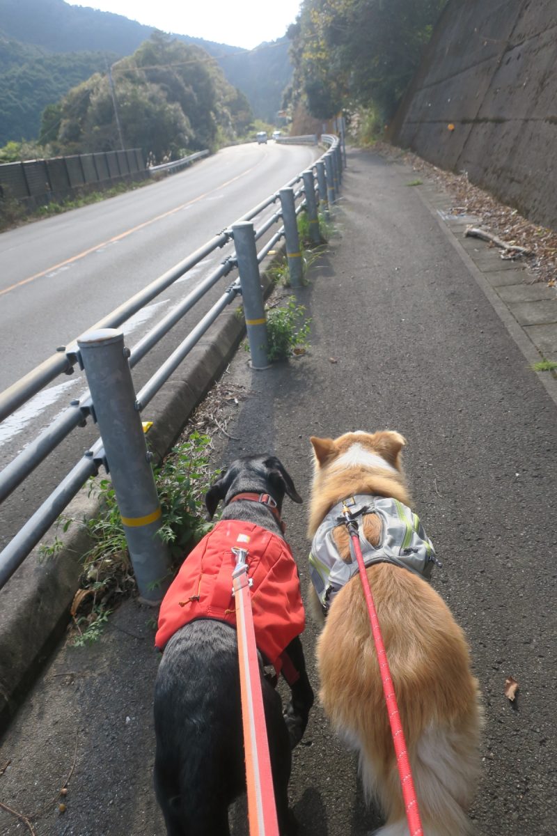 並んで歩く犬たち