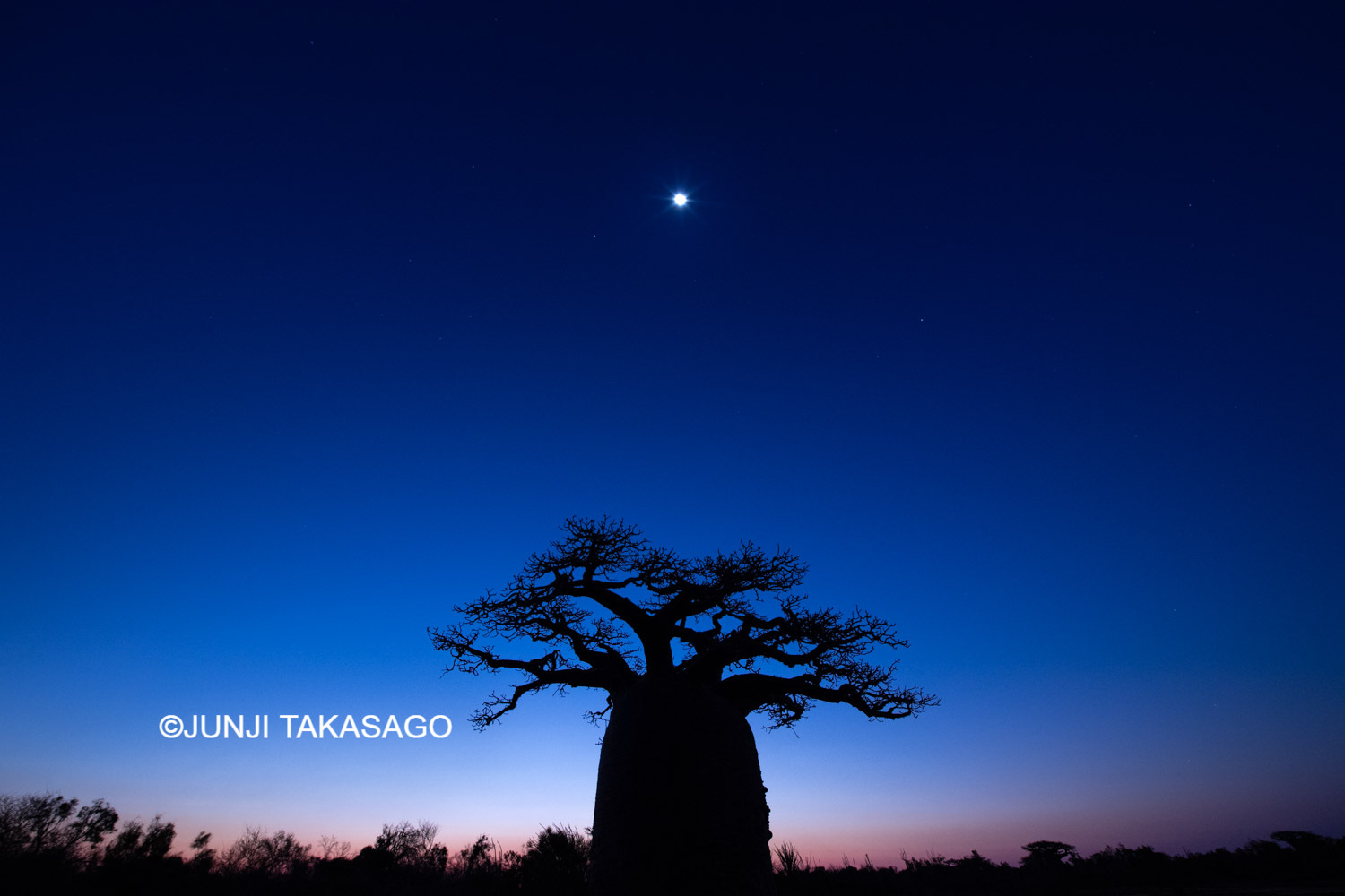 高砂淳二撮影の夜の大木