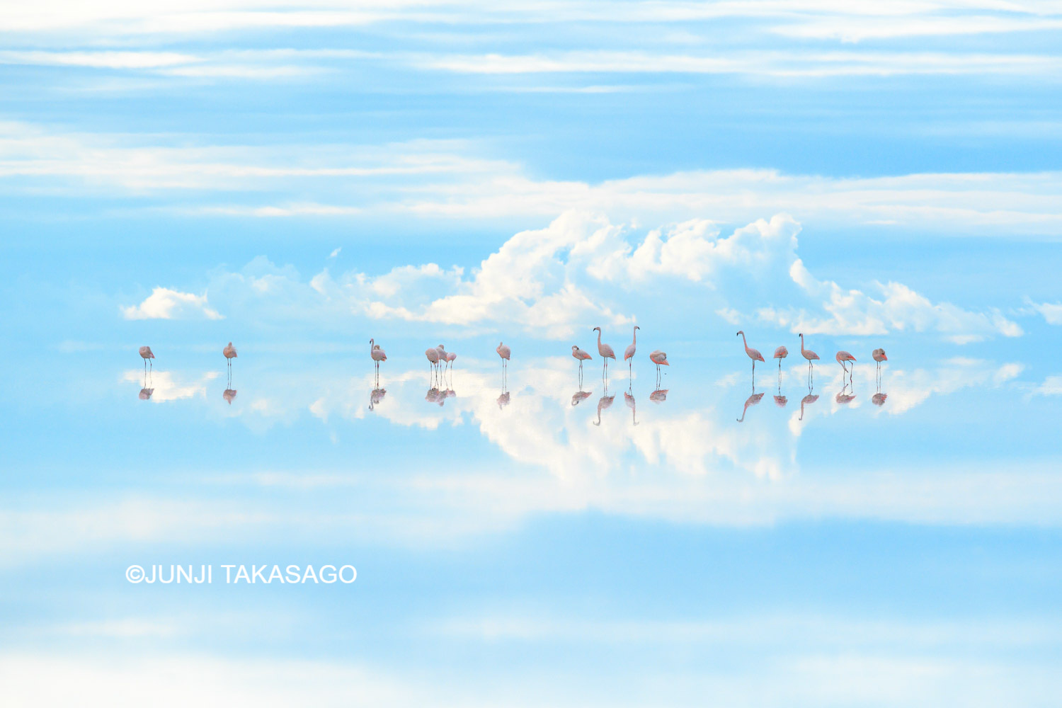 高砂淳二撮影のウユニ塩湖のフラミンゴ