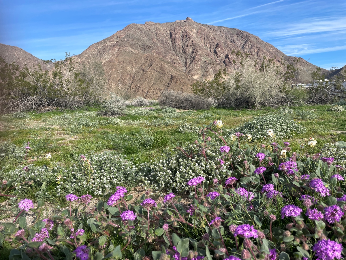 カリフォルニアの砂漠に花が咲く「スーパーブルーム」は再来するか…２冬連続大雨で高まる期待