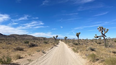 カリフォルニアの砂漠に花が咲く「スーパーブルーム」は再来するか…２冬連続大雨で高まる期待