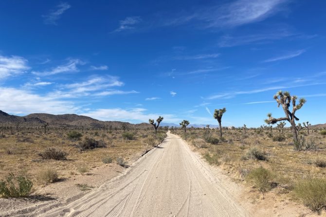 カリフォルニアの砂漠に花が咲く「スーパーブルーム」は再来するか…２冬連続大雨で高まる期待