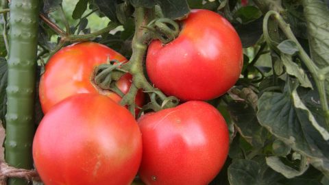 初心者必見！「一坪ミニ菜園」でジャガイモとトマトを育ててみませんか？