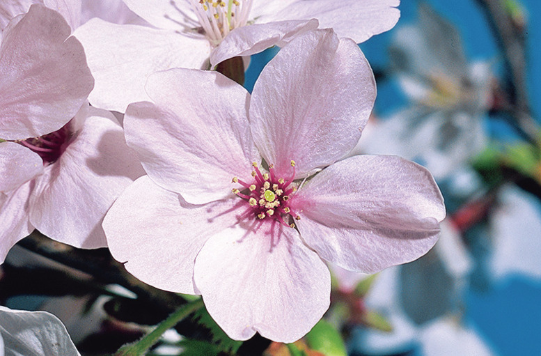 ソメイヨシノの花