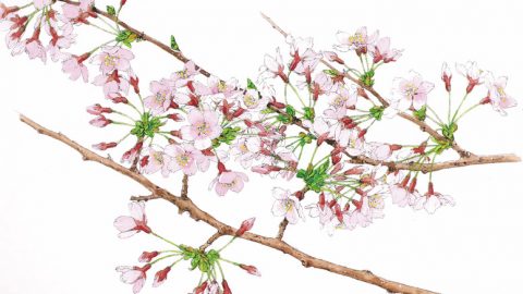 花見の主役といえばこれ！日本で最も多く植栽される桜「ソメイヨシノ」の特徴とは？