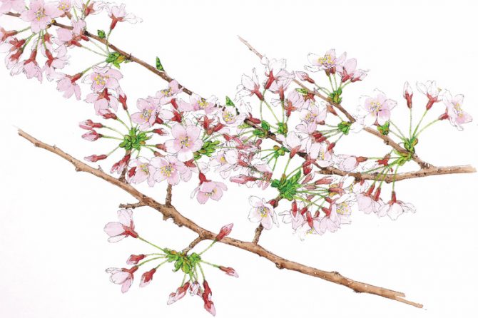 花見の主役といえばこれ！日本で最も多く植栽される桜「ソメイヨシノ」の特徴とは？