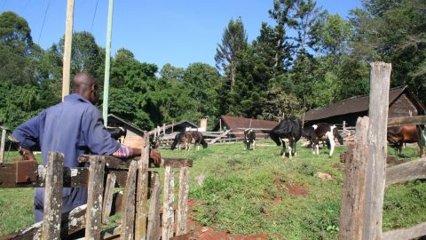 アフリカ・タンザニアにスイスと呼ばれる街があった！一味違った牛の乳しぼり体験旅行