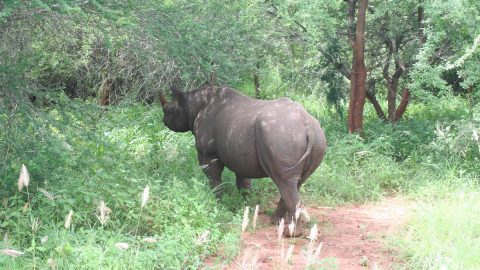 サファリ観光でもそう出会えない絶滅危惧種と贅沢な時間を！アフリカ・タンザニア秘境のワイルドな旅