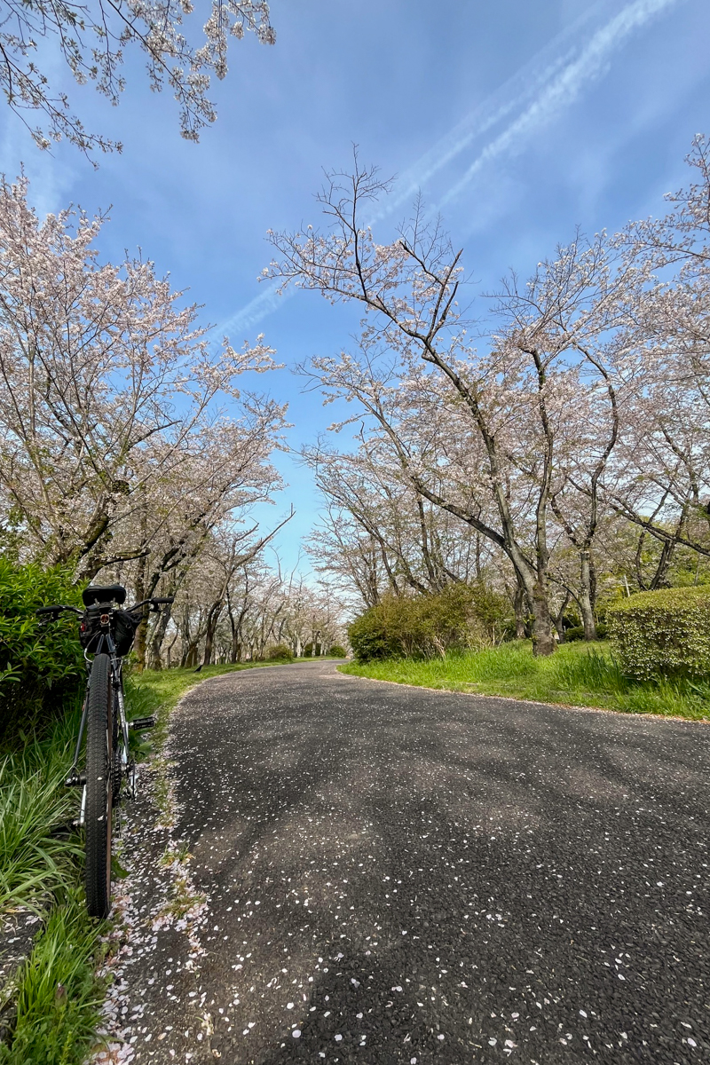 桜並木