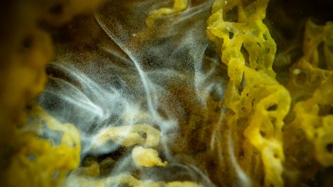 白い煙を出すこの海藻の種類は…「カゴメノリ」！輪が集まったような不思議な形