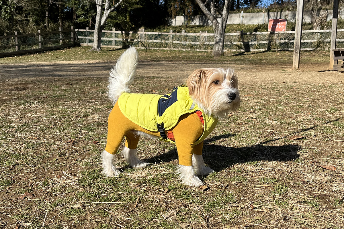 ベストを着たジャックラッセルテリア