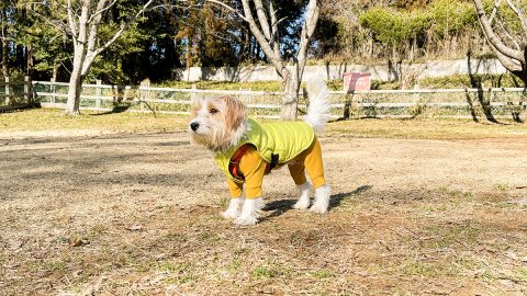 日常からキャンプまで大活躍！愛犬を寒さから守るモンベル「ドッグサーマラップ ベスト」がよかった