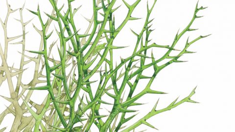 アゲハチョウを見つけるならトゲのある「カラタチ」の木をチェック！花の写真もあり